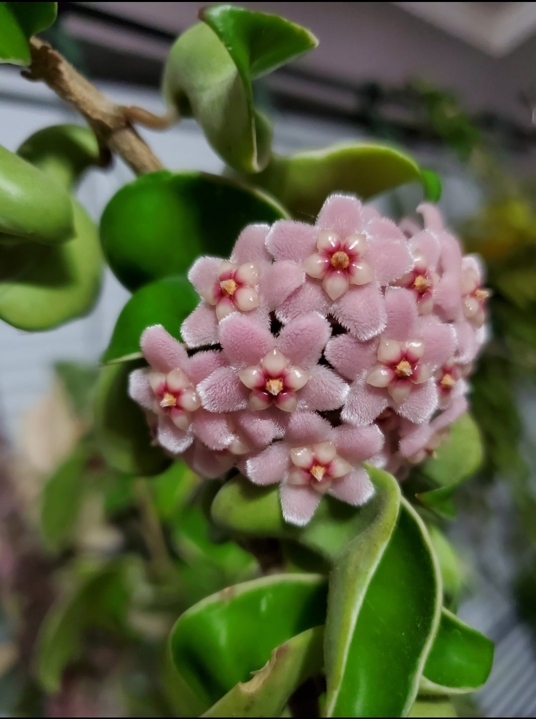 Hoya carnosa 'Compacta Variegata' --Variegated Hindu Rope Hoya--