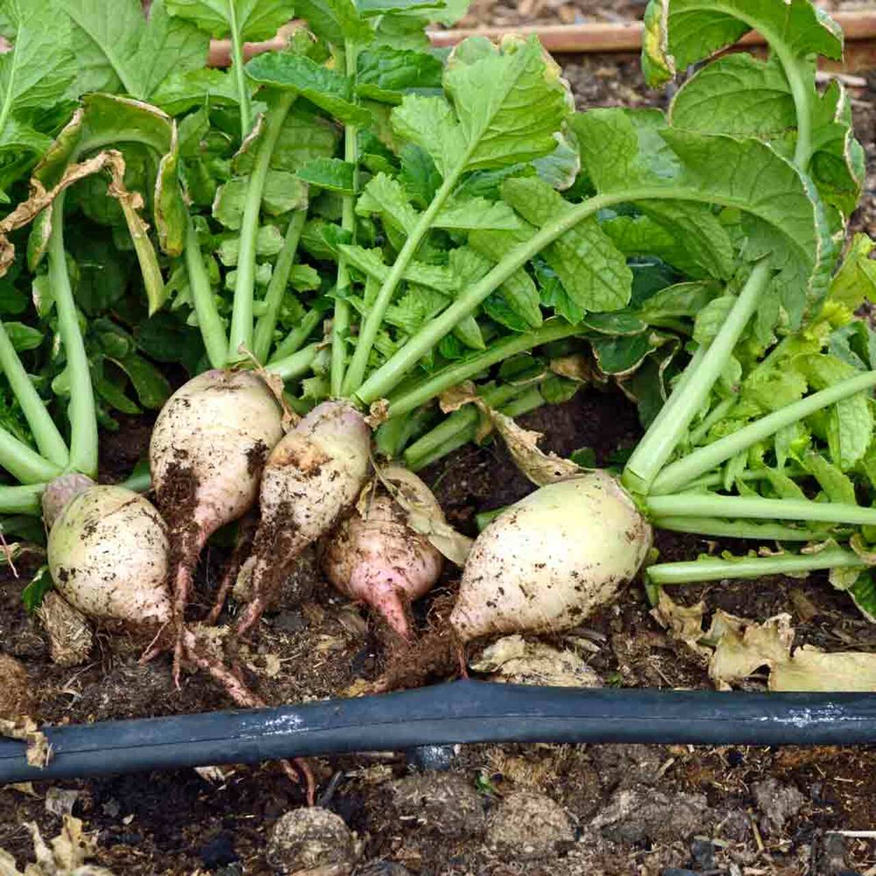 TURNIPS 'Seven Top'
