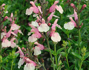 Salvia jamensis --Sierra San Antonio Sage--