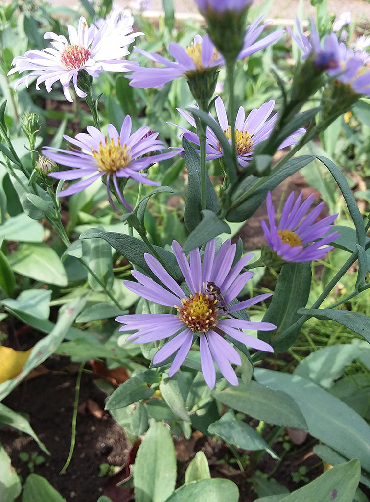 Symphyotrichum sericeum --Silky Aster--