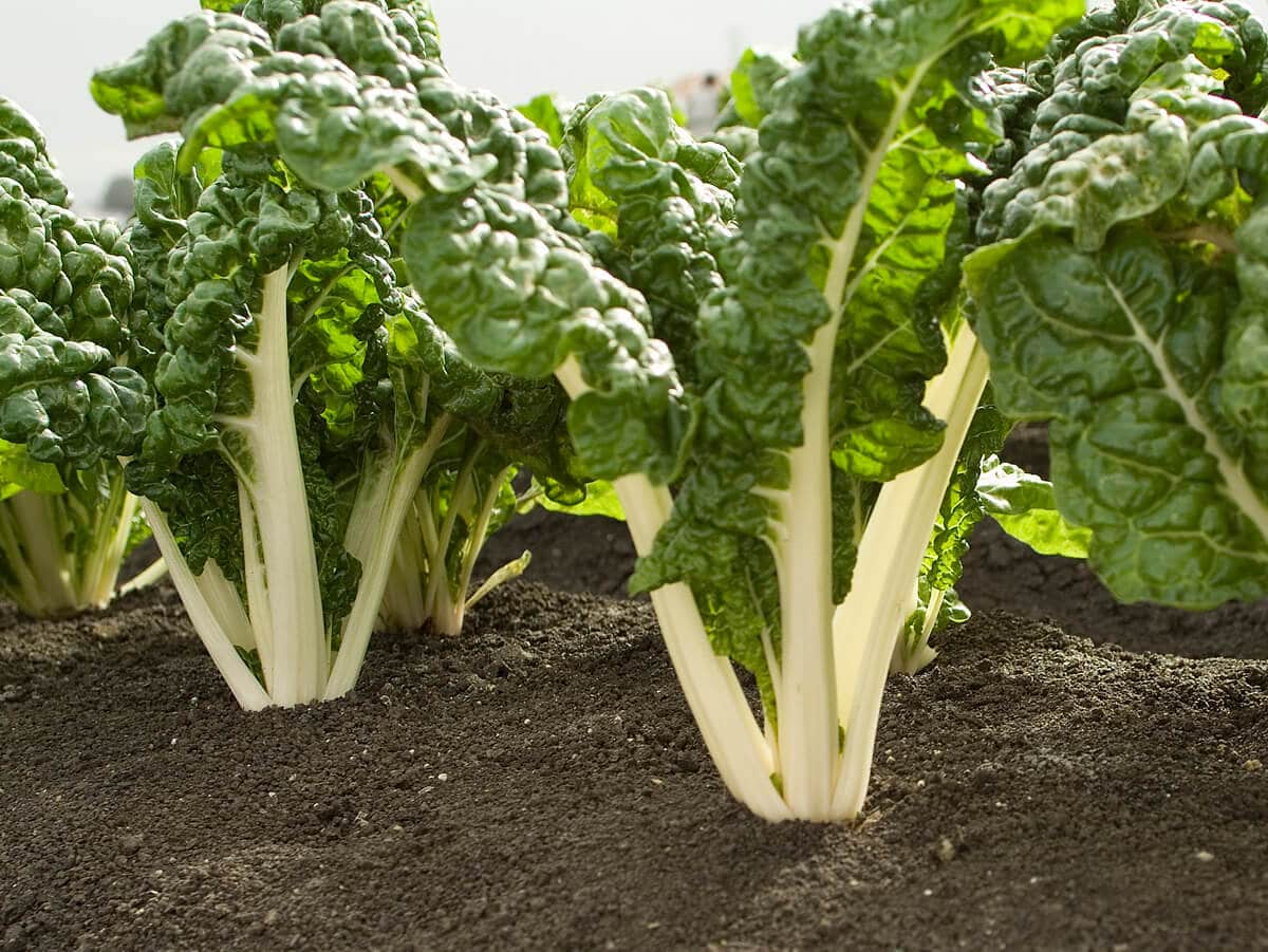 CHARD 'Silverado'
