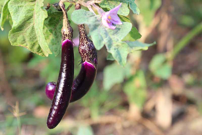 EGGPLANT 'Kurume Long'