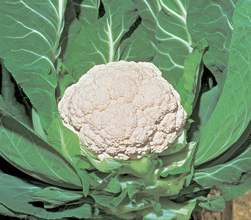 CAULIFLOWER 'Snow Mystique'