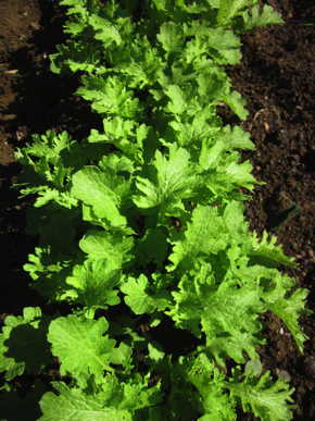 MUSTARD GREENS 'Spicy Green'