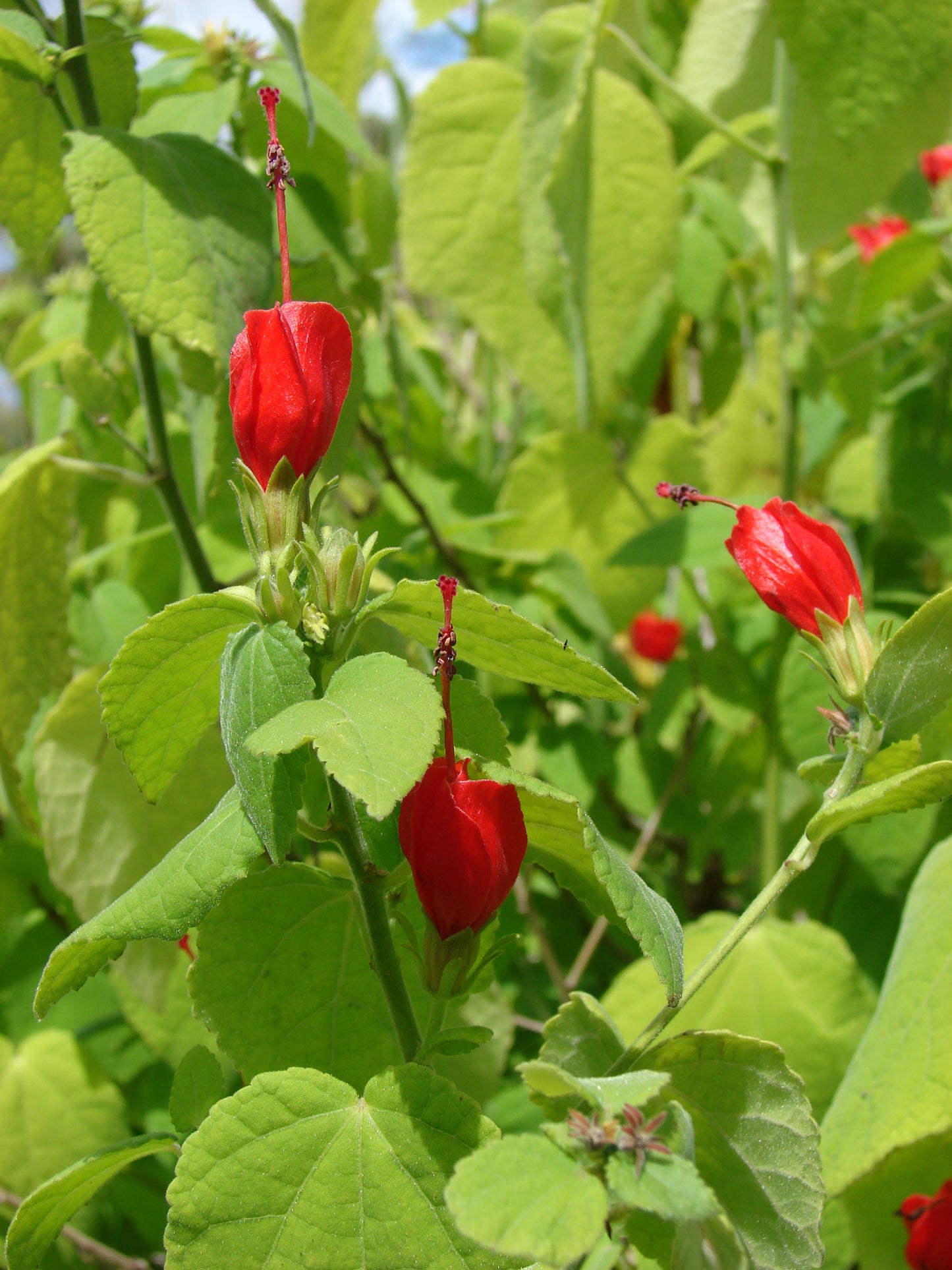 Malvaviscus arboreus --Red Mexican Turk's Cap--