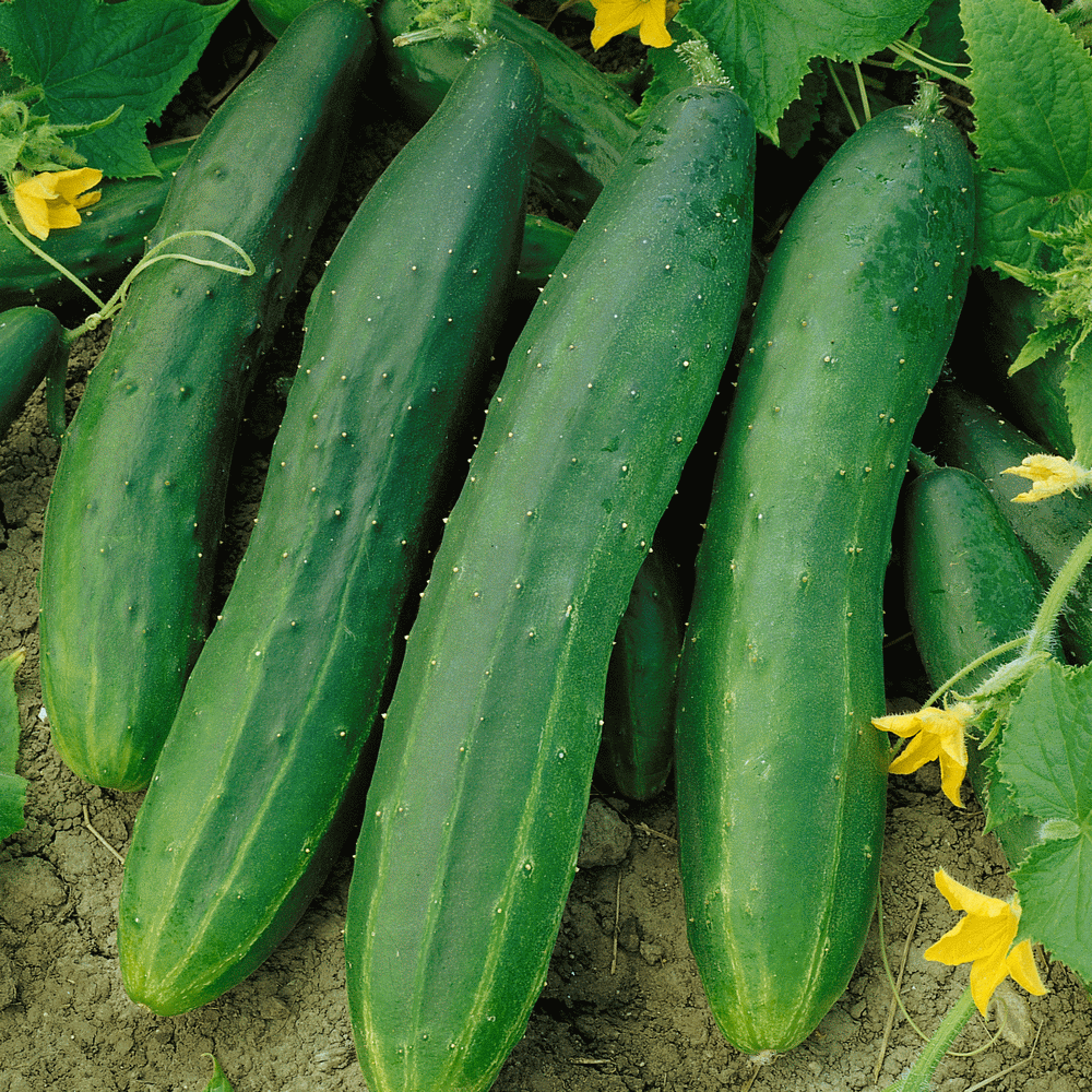 CUCUMBER 'Straight Eight'