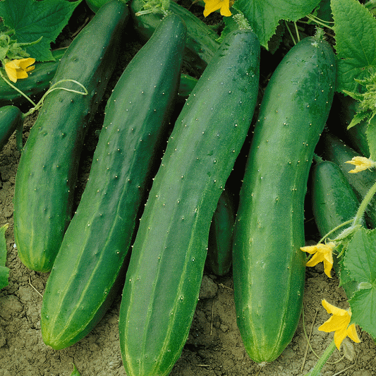 CUCUMBER 'Straight Eight'