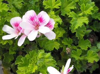 GERANIUM 'Strawberry' --Pelargonium scarboroviae--