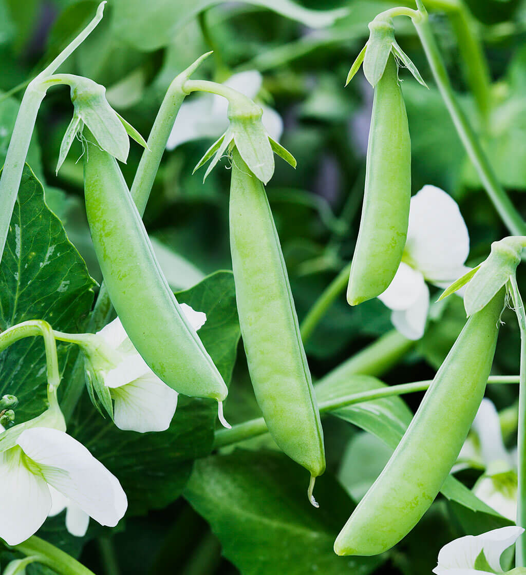 PEA 'Sugarsnap'