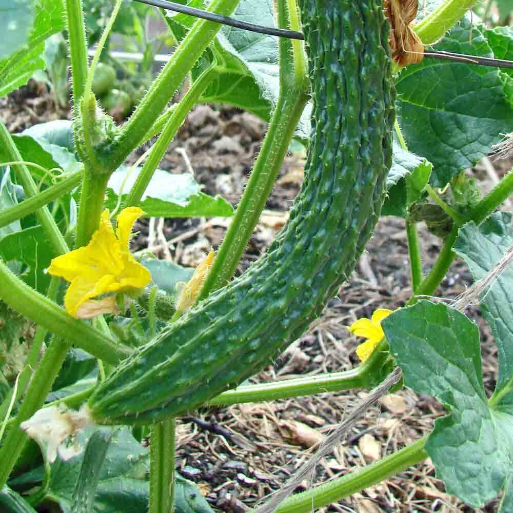 CUCUMBER 'Suyo Long'