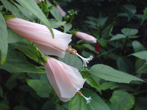 Malvaviscus arboreus --Pink Mexican Turk's Cap--