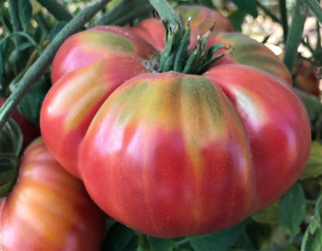 TOMATO 'Watermelon Beefsteak'