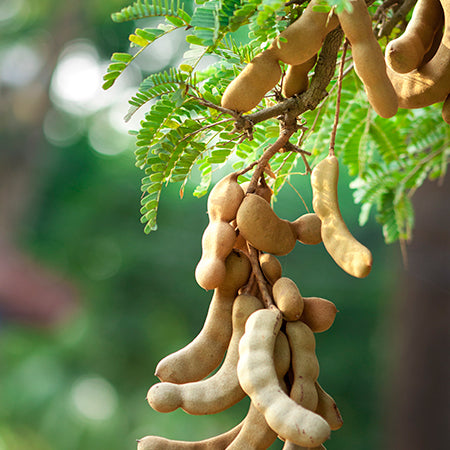 TAMARIND --Tamarindus indica--