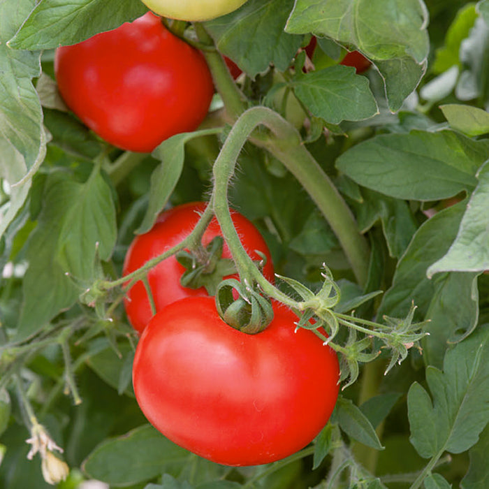 TOMATO 'Best Boy'