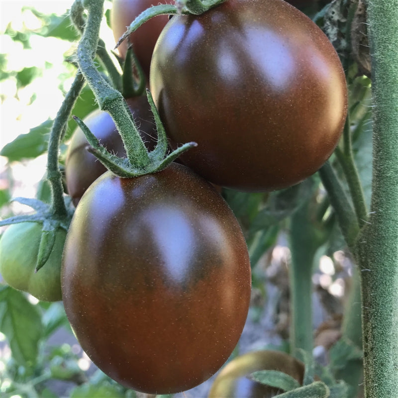 TOMATO 'Black Prince'