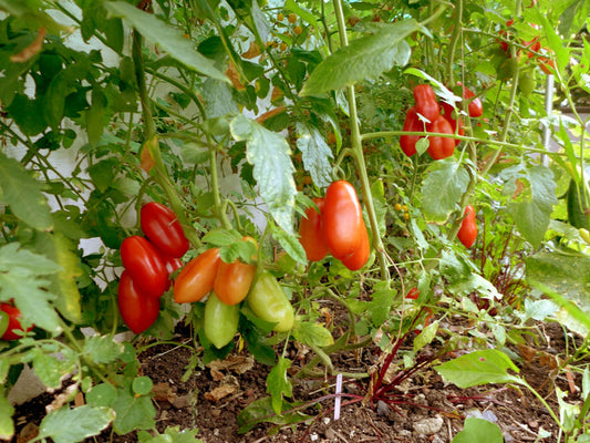 TOMATO 'Roma VF Paste'