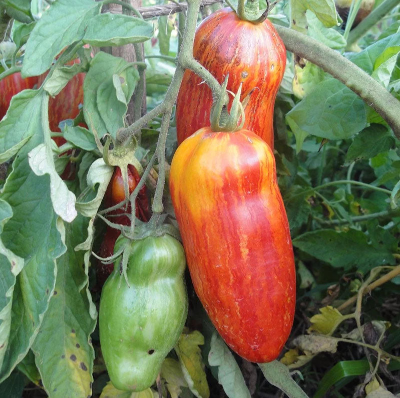 TOMATO 'Speckled Roman'