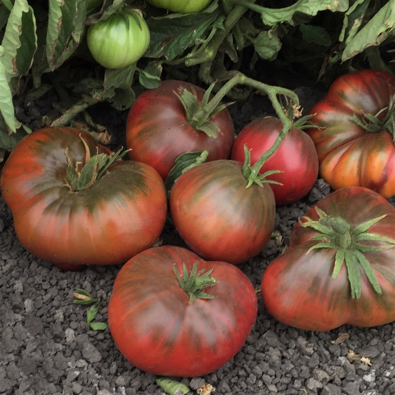 TOMATO 'Weaver's Black Brandywine'