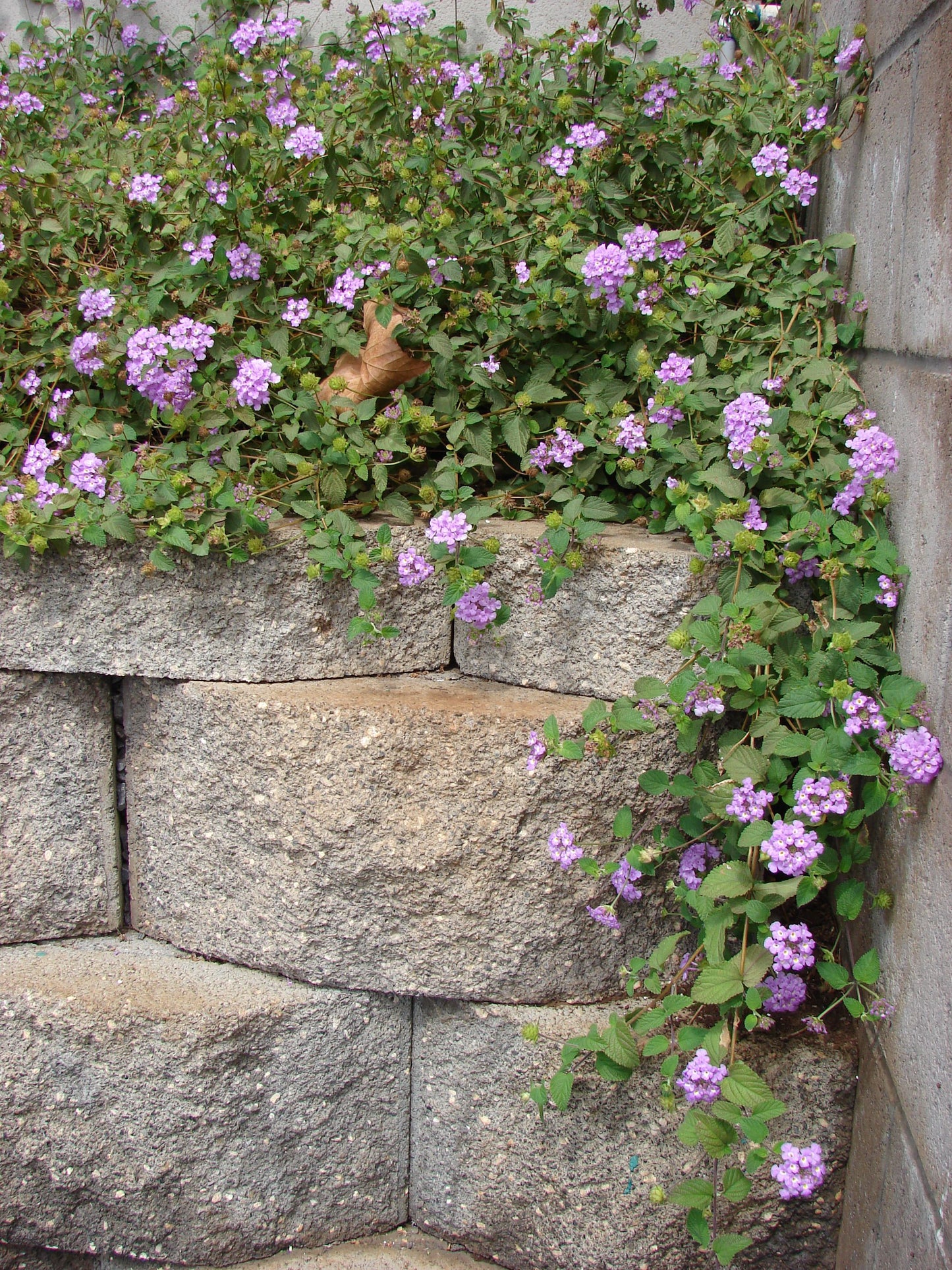 Lantana montevidensis --Purple Trailing Lantana--