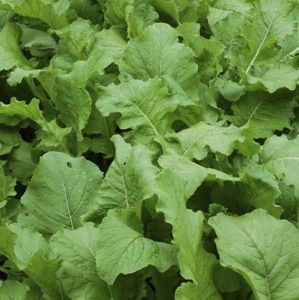 TURNIPS 'Seven Top'