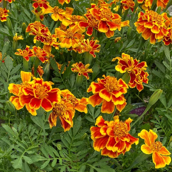 MARIGOLD 'Colossus Red Gold Bicolor'