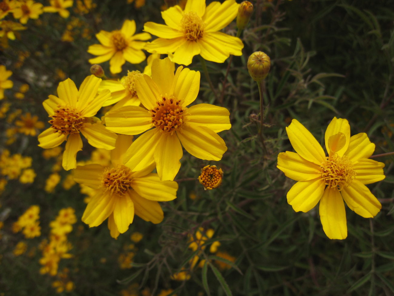 Tagetes lemmonii --Copper Canyon Daisy--