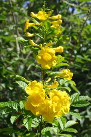 Tecoma stans --Mayan Gold Esperanza--