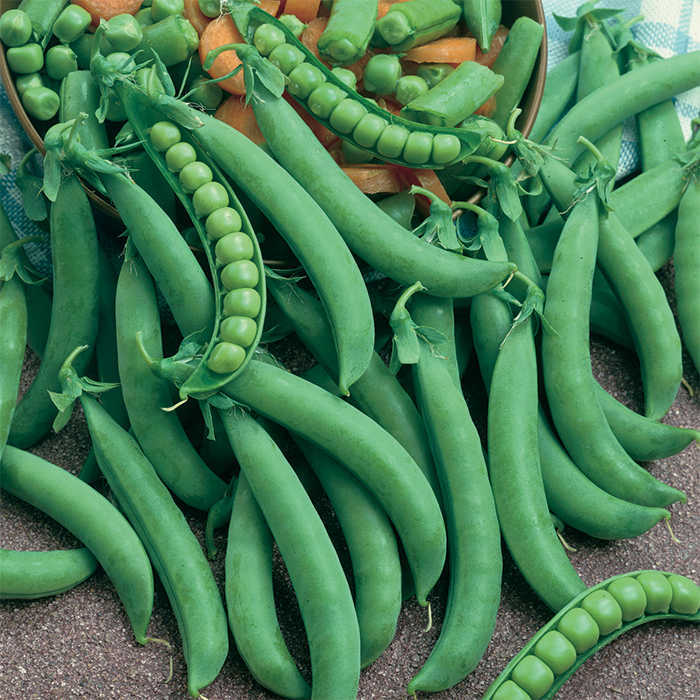 PEA 'Tendersweet'