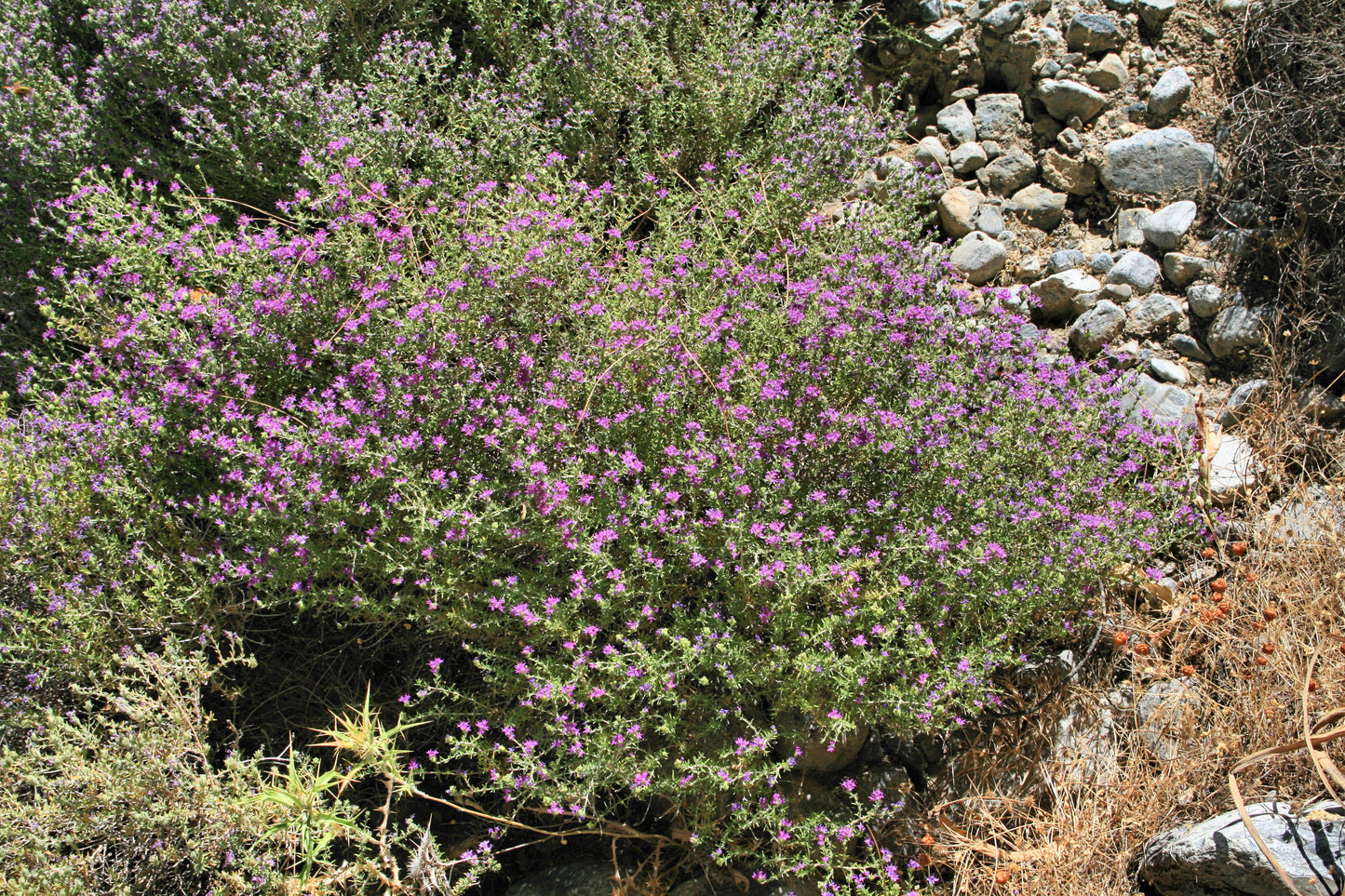 THYME 'Za'atar Farsi' --Thymus capitatus--