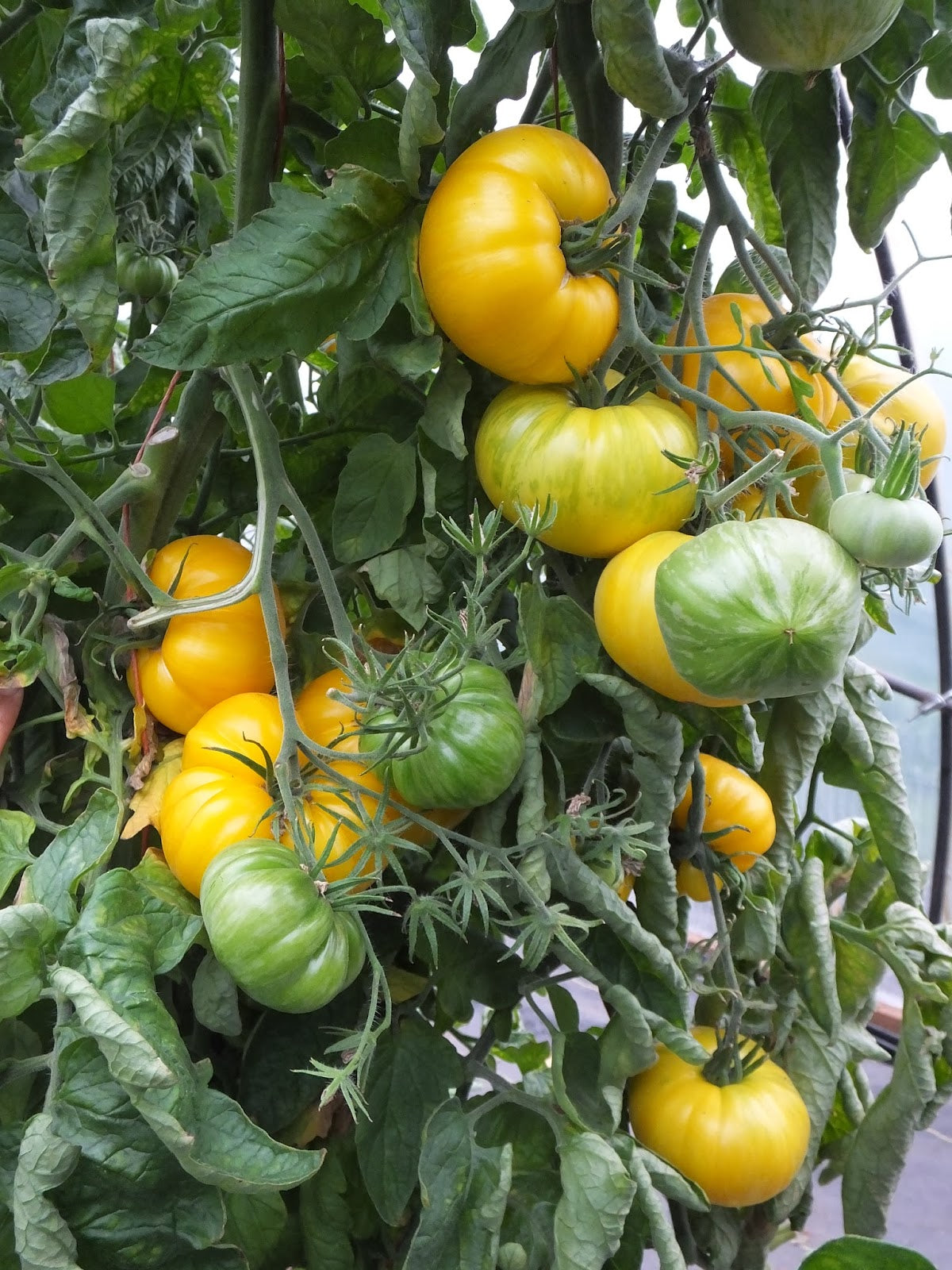 TOMATO 'Pork Chop'