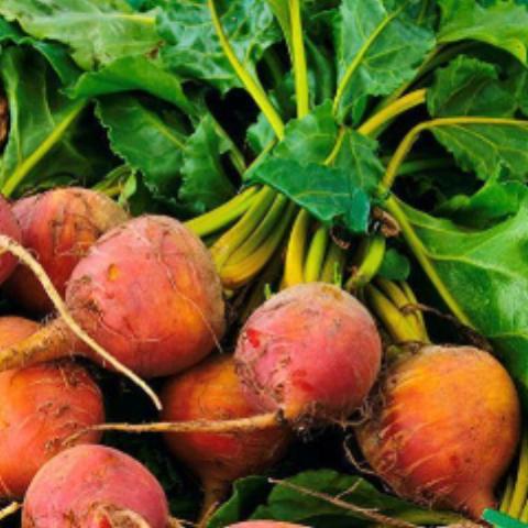 BEETS 'Touchstone Gold'