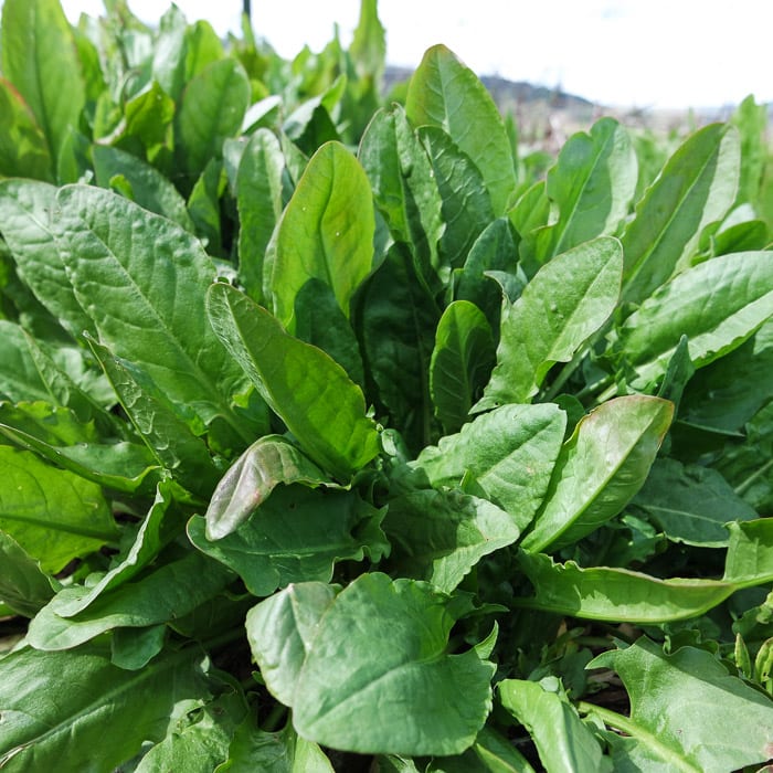 SORREL 'Garden' --Rumex acetosa--