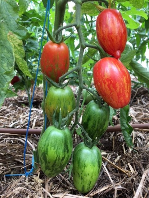 TOMATO 'Trenton's Tiger'