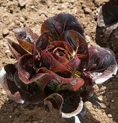 LETTUCE 'Truchas'