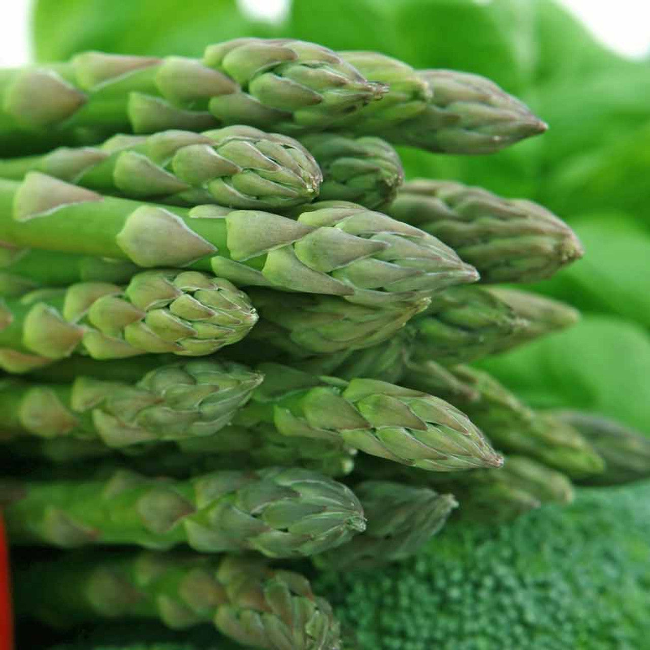 ASPARAGUS 'UC 72' --Asparagus officinalis--