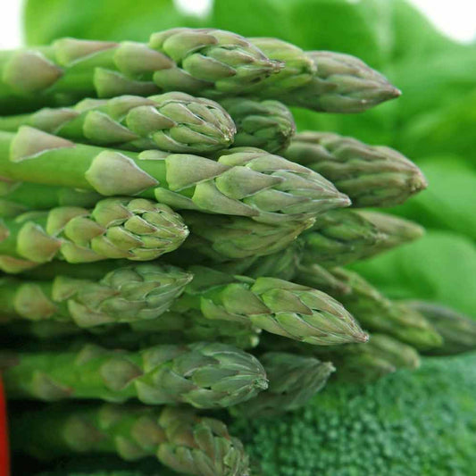 ASPARAGUS 'UC 72' --Asparagus officinalis--