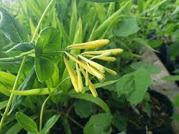 Lonicera sempervirens v. sulphurea --Yellow Texas Honeysuckle--