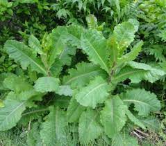 LETTUCE 'Wild' --Lactuca virosa--