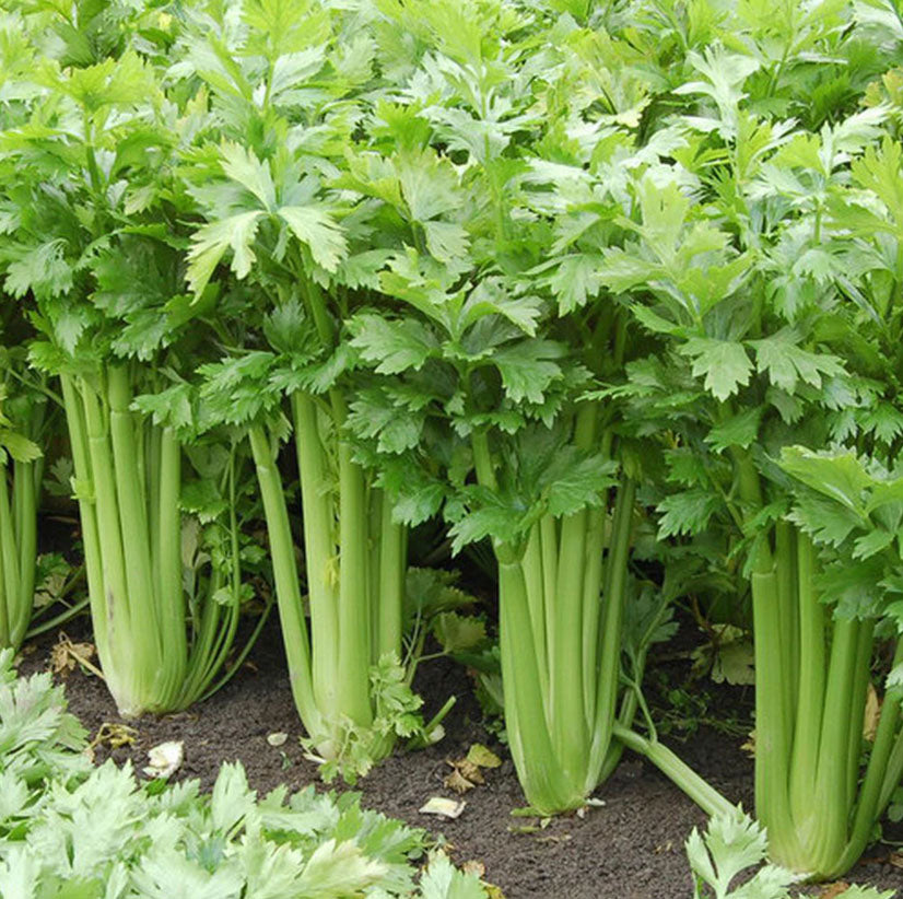 CELERY 'Utah Tall'