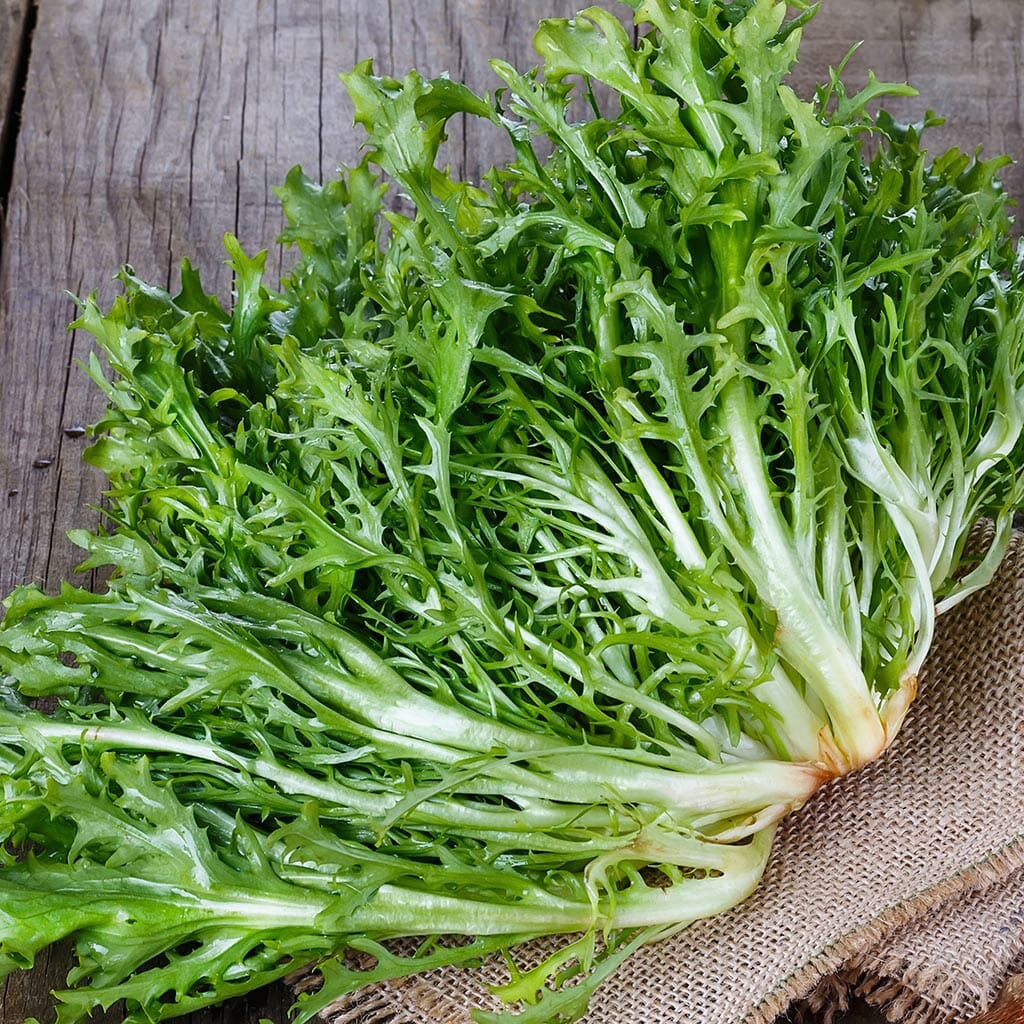 ENDIVE 'Très Fine Maraîchère Olesh'