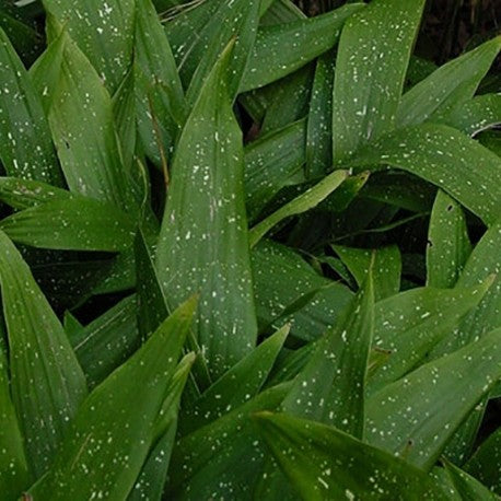Aspidistra elatior 'Amanogawa' --Milky Way Cast Iron Plant--