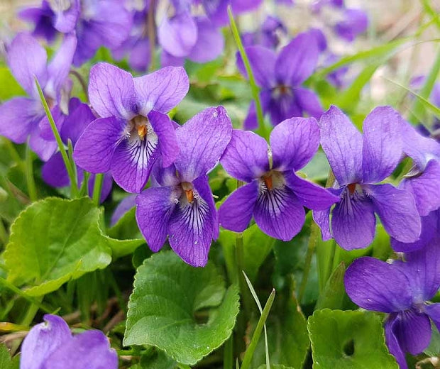 VIOLET 'Sweet' --Viola odorata--