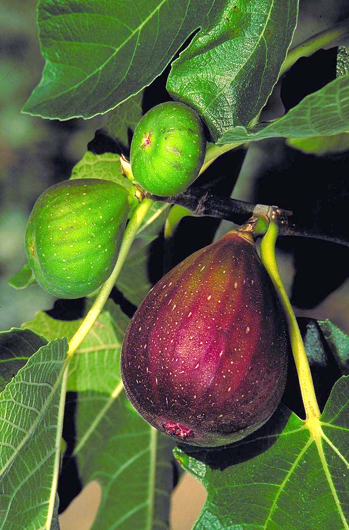 FIG 'Vern's Brown Turkey' --Ficus carica--