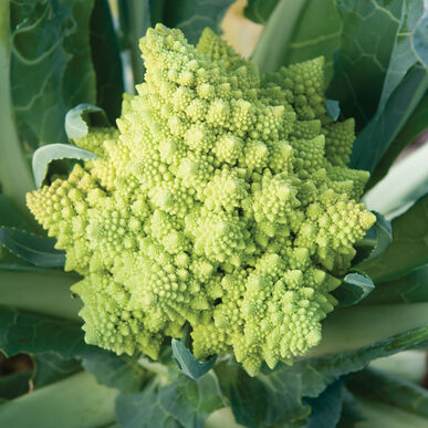 CAULIFLOWER 'Veronica'