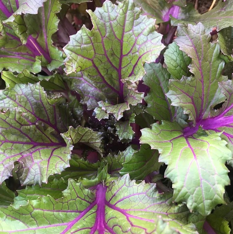MUSTARD GREENS 'Vibrant Ultraviolet'