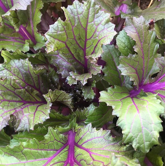 MUSTARD GREENS 'Vibrant Ultraviolet'