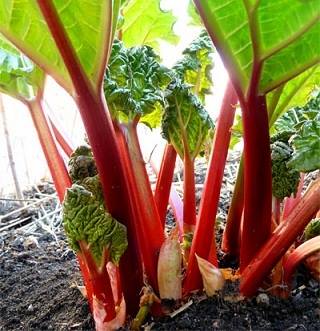 RHUBARB 'Victoria'