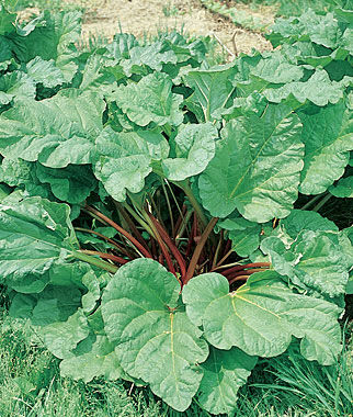 RHUBARB 'Victoria'