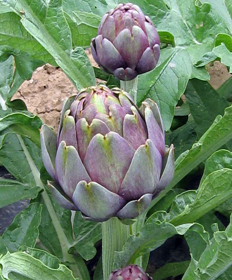 ARTICHOKE 'Violetto'