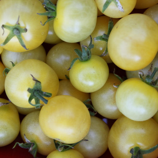 TOMATO 'Napa Chardonnay'